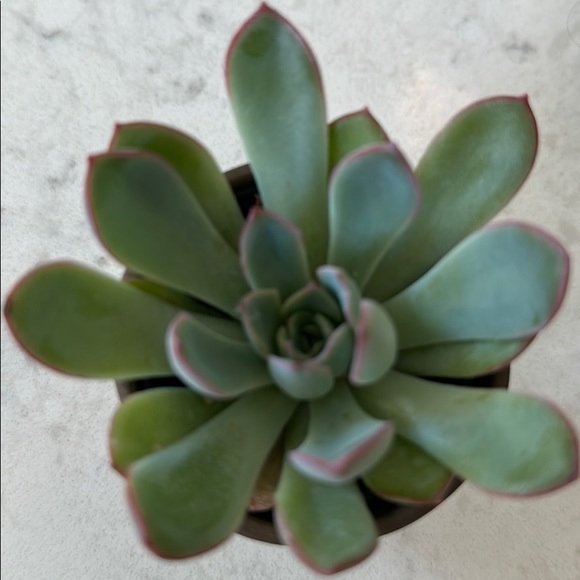 yogachica